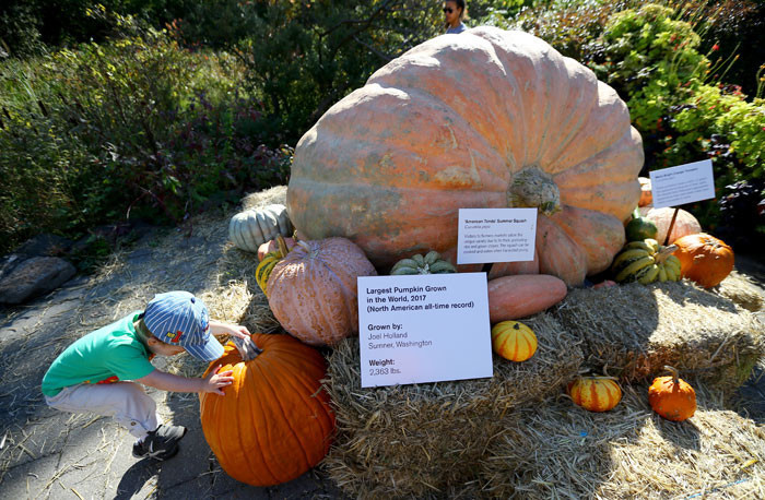 Cadılar Bayramı'na damga vurdu! İnanamayacaksınız, tam 1 ton!.. - Resim: 1