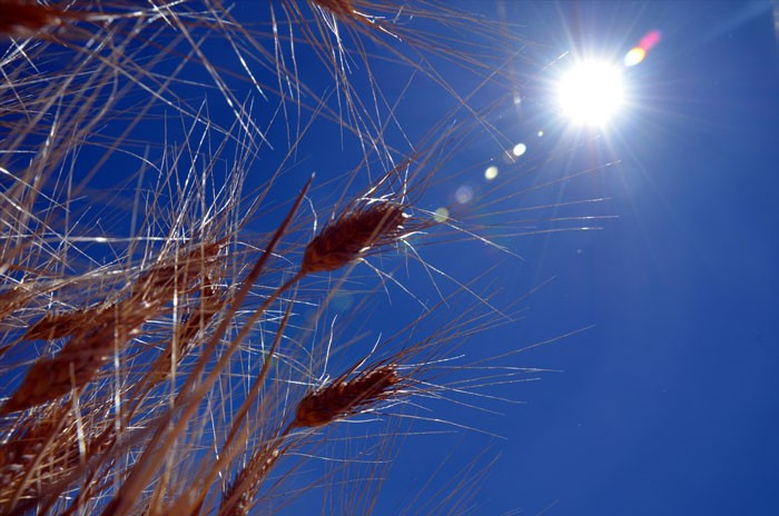 Türkiye'nin dördüncü büyük ovasında 'Elbistan'da hububat hasadı  - Resim: 1