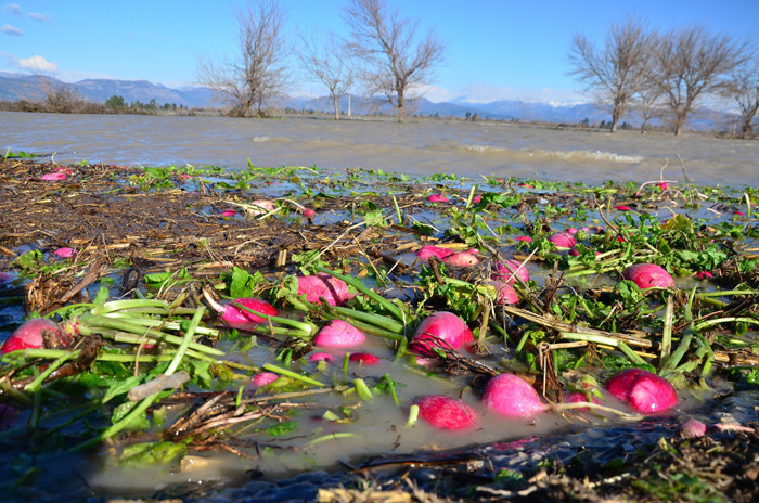 Osmaniye'de yol battı turp çıktı Hatay'da köy Adana'da mezarlık sele gitti - Resim: 4