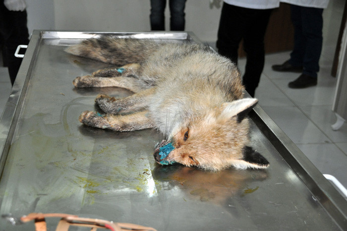 Kümeste yaralı halde bulunan tilki tedavi altına alındı - Resim: 1