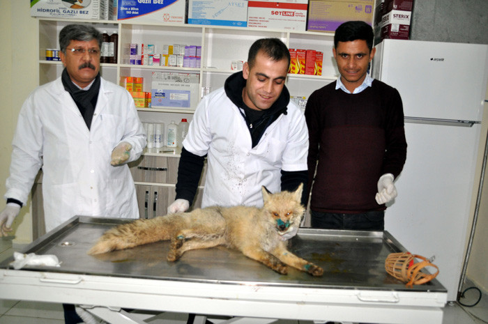 Kümeste yaralı halde bulunan tilki tedavi altına alındı - Resim: 2