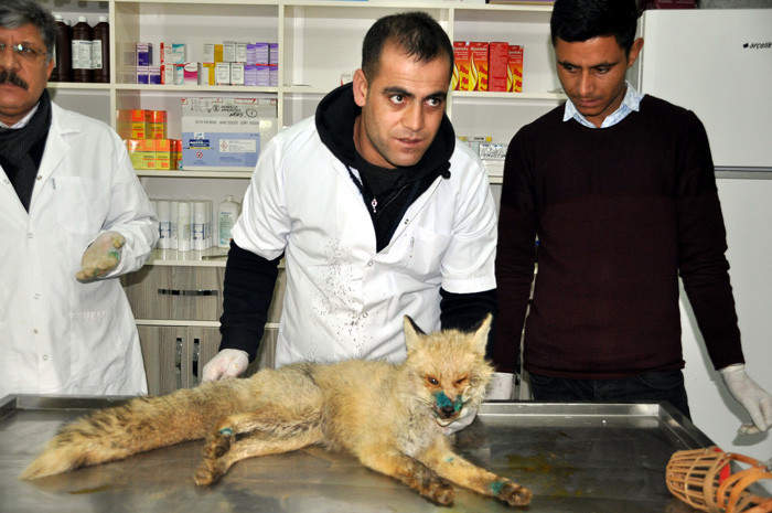 Kümeste yaralı halde bulunan tilki tedavi altına alındı - Resim: 3