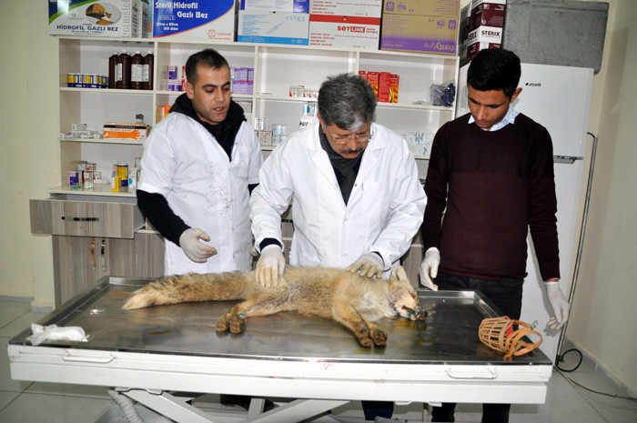 Kümeste yaralı halde bulunan tilki tedavi altına alındı - Resim: 4