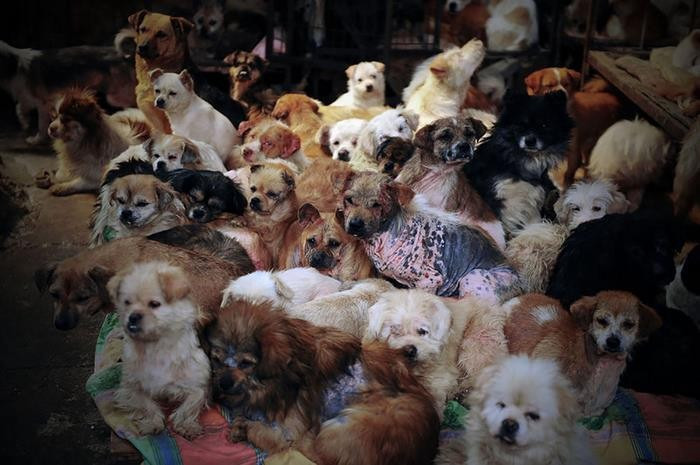 Yulin'de köpek eti yemek yasaklandı! - Resim: 4