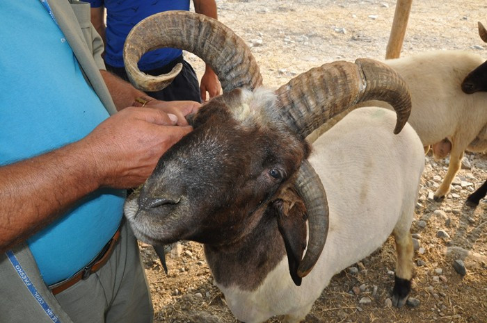 Kurban fiyatları Migros - Carrefour - A101 kurbanlık dana koyun - Resim: 2