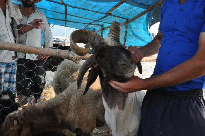 Kurban fiyatları Migros - Carrefour - A101 kurbanlık dana koyun - Resim: 4
