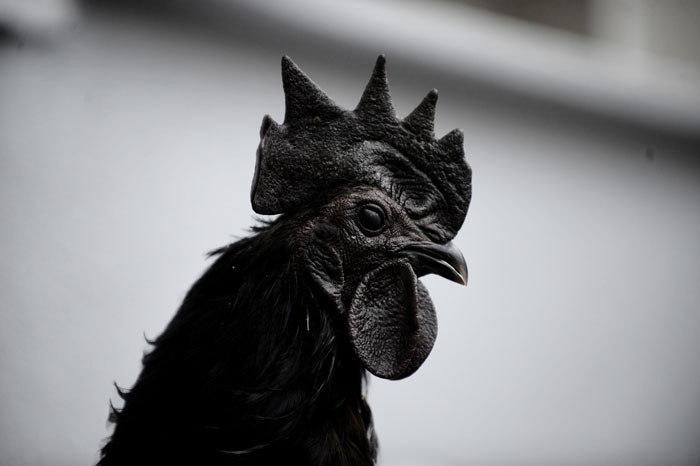 Bu tavuklar podyuma hazırlanıyor! - Resim: 1