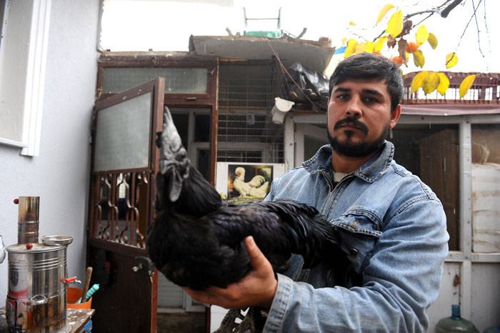 Bu tavuklar podyuma hazırlanıyor! - Resim: 2