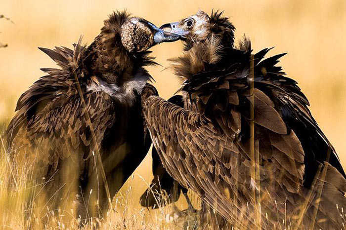 En doğal aşk - Resim: 1