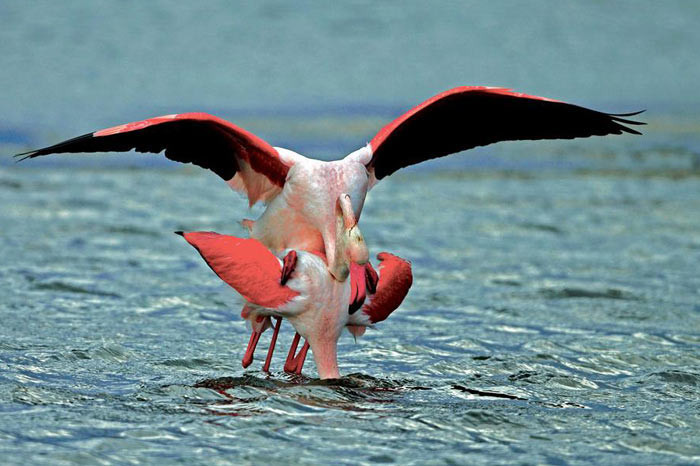 En doğal aşk - Resim: 2