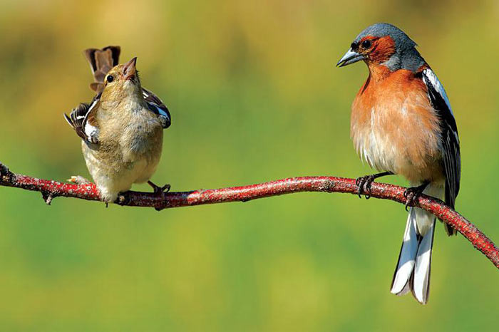 En doğal aşk - Resim: 4