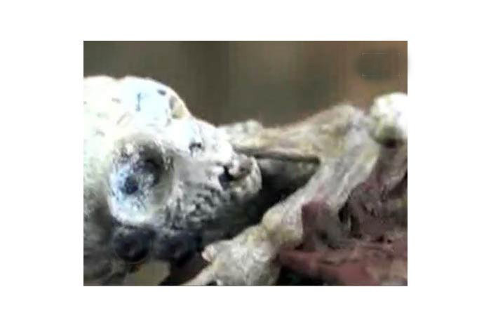 Dünya bu yaratığı konuşuyor! - Resim: 3