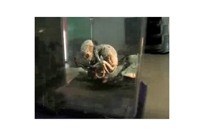 Dünya bu yaratığı konuşuyor! - Resim: 4