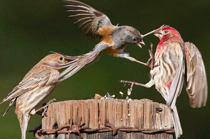 Günün en çok tıklanan kareleri - Resim: 4