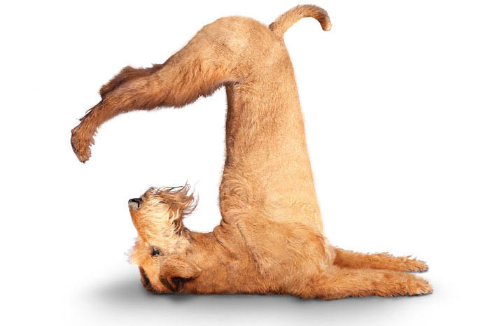 Bu köpekler yoga yapıyor - Resim: 2