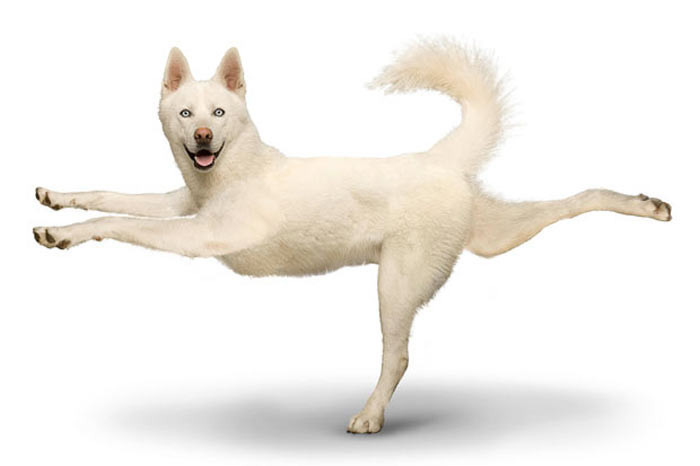 Bu köpekler yoga yapıyor - Resim: 3