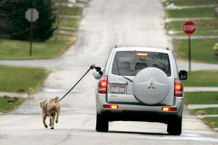 Tembelliğin bu kadarı - Resim: 1