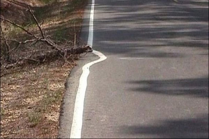 Tembelliğin bu kadarı - Resim: 3