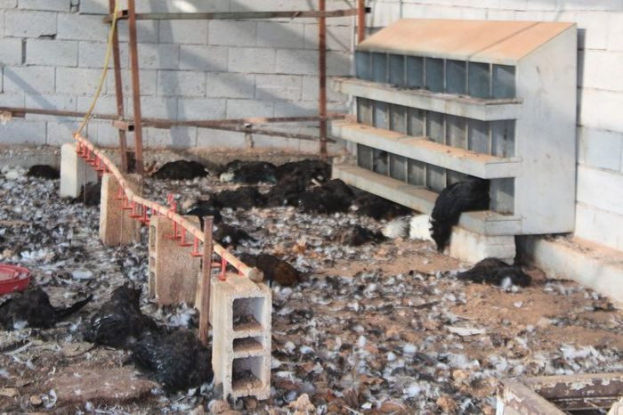 Antalya'da çiftlik kredisi katliamı! Krediyi aldı açlığa terketti hepsi açlık ve susuzluktan öldü - Resim: 2