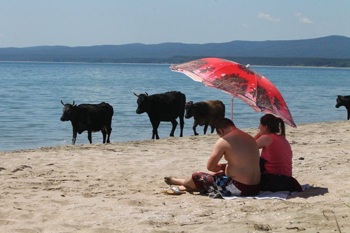 Tatil merkezinde gülümseten kareler! İnekler plajda... - Resim: 1