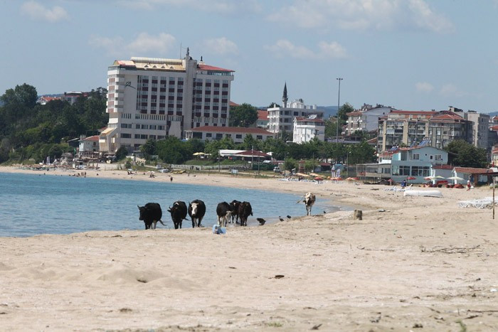 Tatil merkezinde gülümseten kareler! İnekler plajda... - Resim: 2