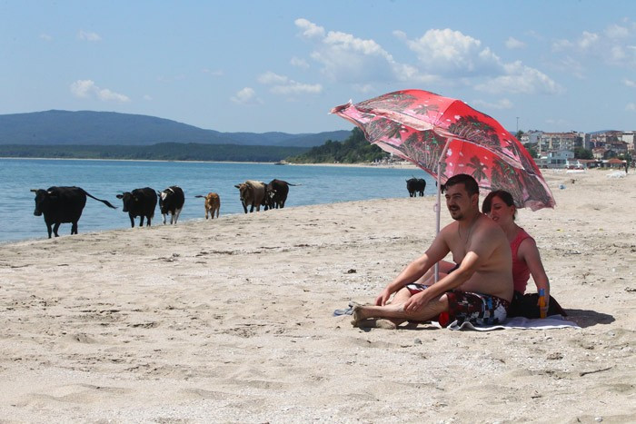 Tatil merkezinde gülümseten kareler! İnekler plajda... - Resim: 3