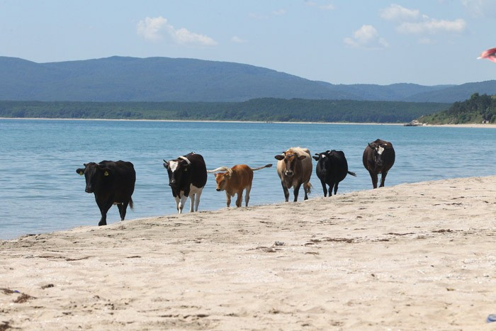 Tatil merkezinde gülümseten kareler! İnekler plajda... - Resim: 4