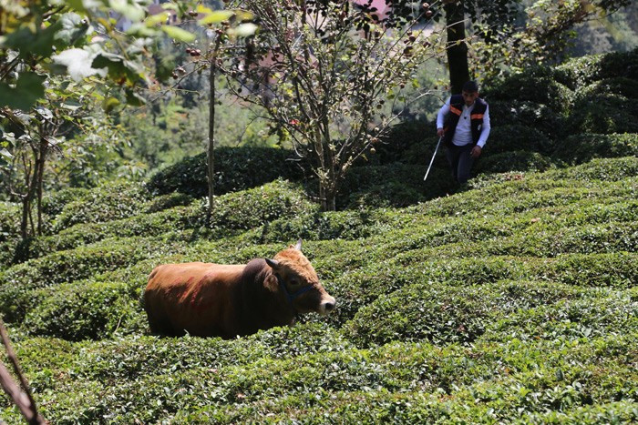 Rize'de kaçan boğa iki kişiyi hastanelik etti - Resim: 1