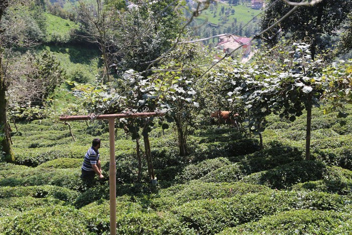 Rize'de kaçan boğa iki kişiyi hastanelik etti - Resim: 2