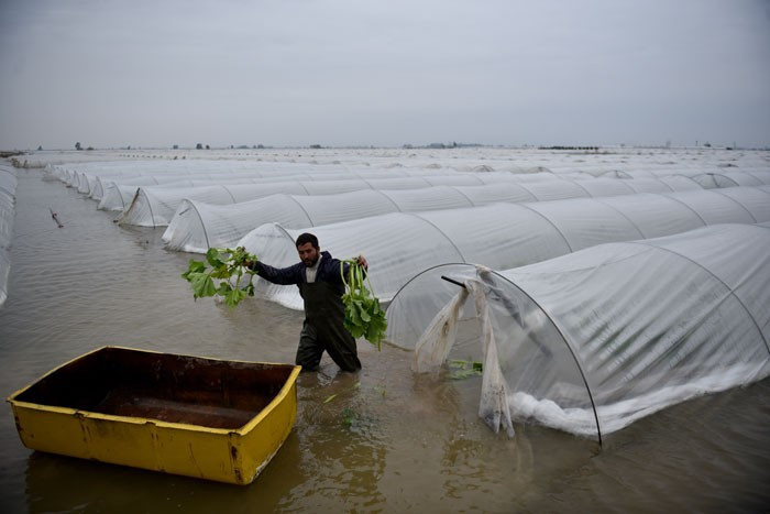 Mersin'den olay kareler! Seralar suda yüzdü - Resim: 1