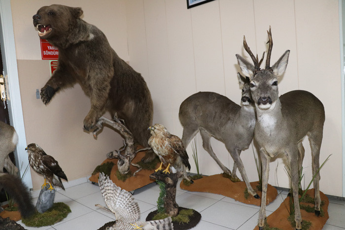 Bolu'da tahnitle ölümsüzleştirilen yaban hayvanları turizme katkı sağlayacak - Resim: 1