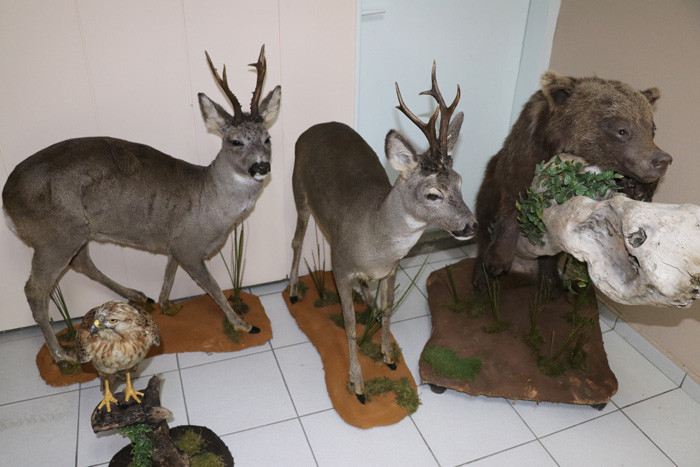 Bolu'da tahnitle ölümsüzleştirilen yaban hayvanları turizme katkı sağlayacak - Resim: 2