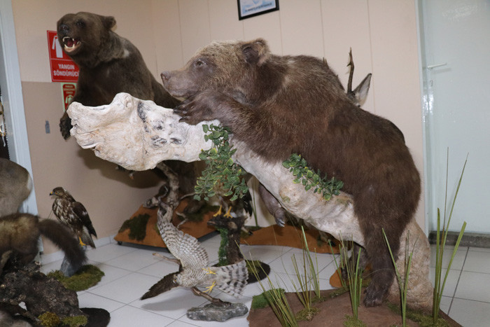 Bolu'da tahnitle ölümsüzleştirilen yaban hayvanları turizme katkı sağlayacak - Resim: 3