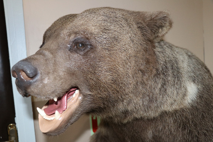 Bolu'da tahnitle ölümsüzleştirilen yaban hayvanları turizme katkı sağlayacak - Resim: 4