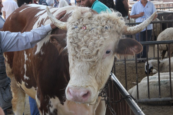 Kurban fiyatı 2017 Migros - Carrefour A101 kurbanlık dana - Resim: 2