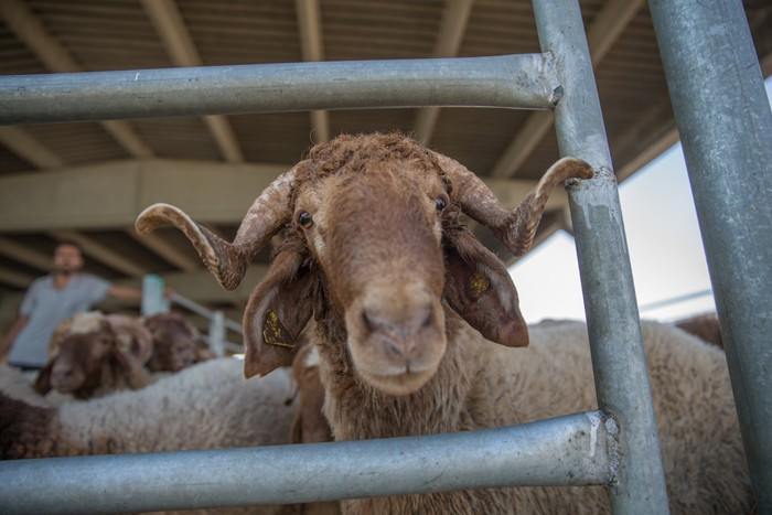 Kurban fiyatı 2017 Migros - Carrefour A101 kurbanlık dana - Resim: 3