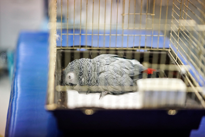 Masterchef Murat Özdemir'in işkence ettiği papağan Bahtiyar öldü - Resim: 1