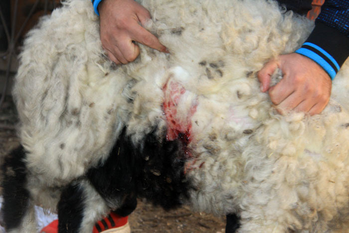 Katliam bu sefer şans eseri önlendi! Mahalleli diken üstünde  - Resim: 1