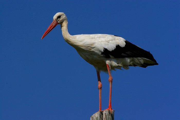Felçli eşini 16 yıldır yalnız bırakmıyor - Resim: 1