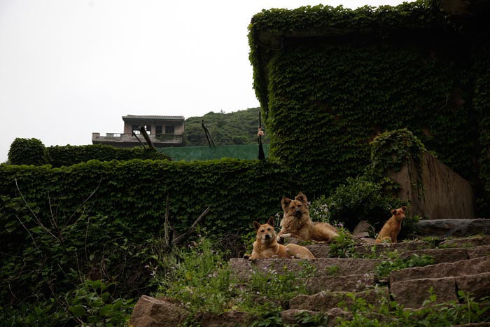 Doğanın yeniden ele geçirdiği 'hayalet köy' - Resim: 3