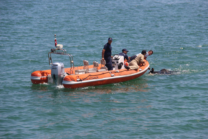 Samsun'da şoke eden görüntü! Denizde kestiler... - Resim: 2