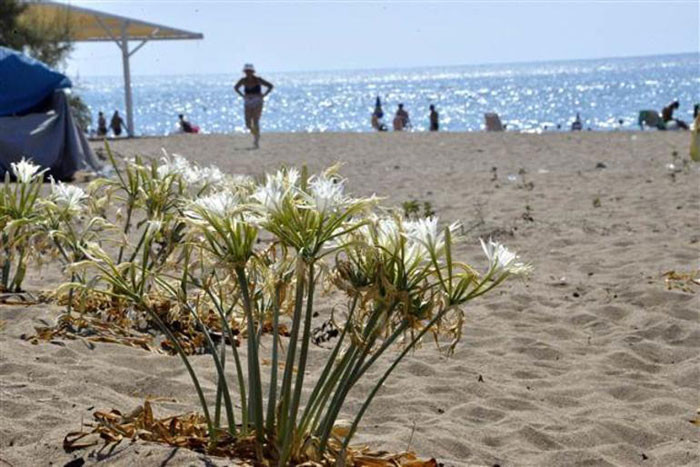 Dikkat! Bu çiçeği koparmanın cezası 48 bin lira... - Resim: 2