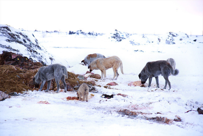 Köpekler yavrularını beslemek için leş yiyor! Konya'daki çöplükte çekildi - Resim: 1