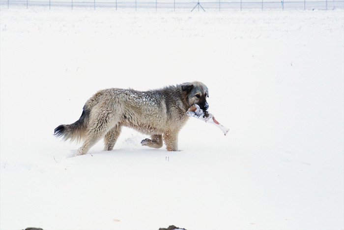 Köpekler yavrularını beslemek için leş yiyor! Konya'daki çöplükte çekildi - Resim: 2