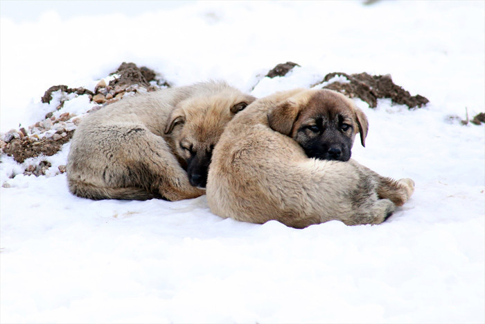Köpekler yavrularını beslemek için leş yiyor! Konya'daki çöplükte çekildi - Resim: 3