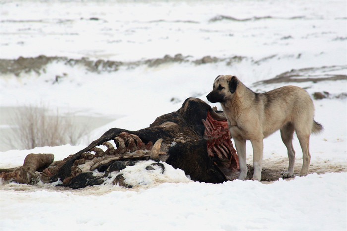 Köpekler yavrularını beslemek için leş yiyor! Konya'daki çöplükte çekildi - Resim: 4