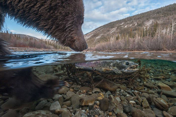 Vahşi doğa hayatından en ilginç kareler! - Resim: 1