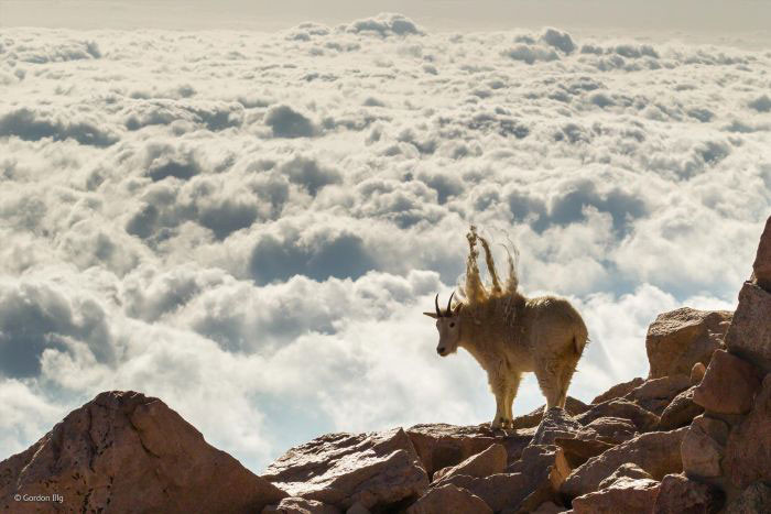 Vahşi doğa hayatından en ilginç kareler! - Resim: 4