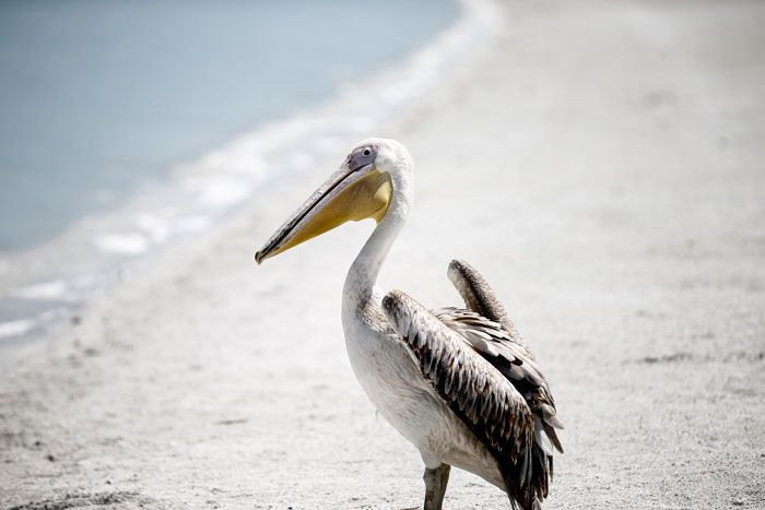 Emine Erdoğan Salda Gölü'nde incelemede bulundu mest olduğu hayvana ilk kez dokundu - Resim: 3