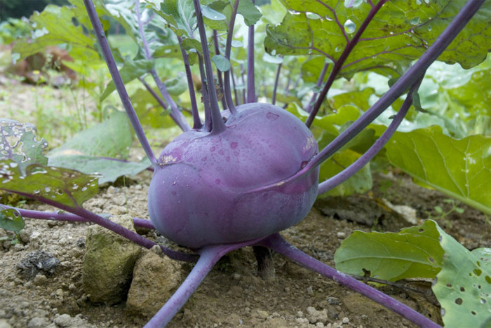 Şalgamdan artık ÖTV alınmayacak zira şalgam suyu bildiğiniz ilaç! - Resim: 4